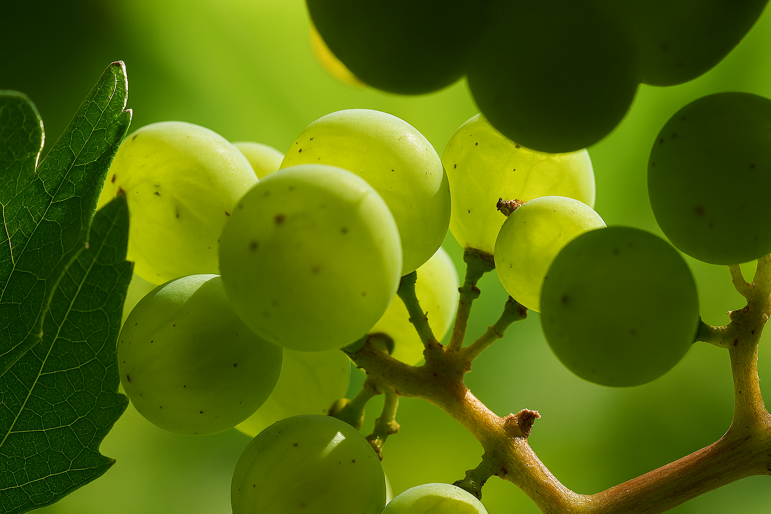 Weingut Bild